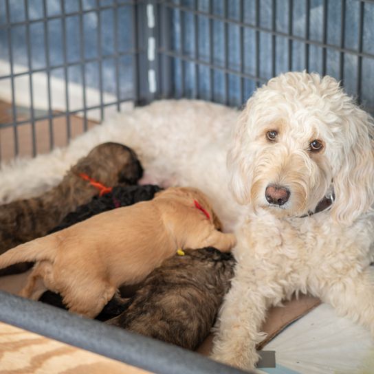 Chien, mammifère, vertébré, Canidae, race de chien, caniche standard blanc hybride avec golden retriever, carnivore, goldendoodle blanc avec chiots, race similaire au briquet griffon vendéen, croisement de caniches,