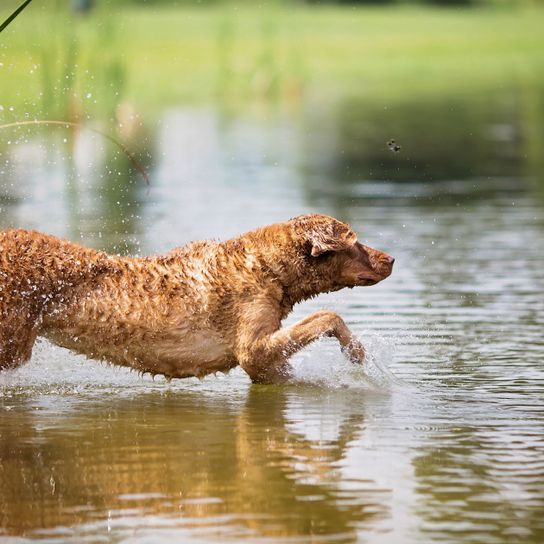 Vertébré, Chien, Canidé, Eau, Carnivore, Race de chien, Groupe sportif, Race similaire au Golden Retriever, Chesapeake Retriever bronzé nage dans un lac