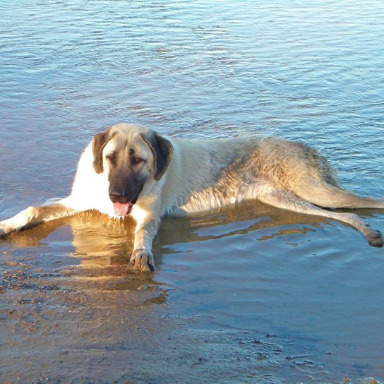 chien berger d'anatolie dans l'eau, gros chiens, chien de turquie
