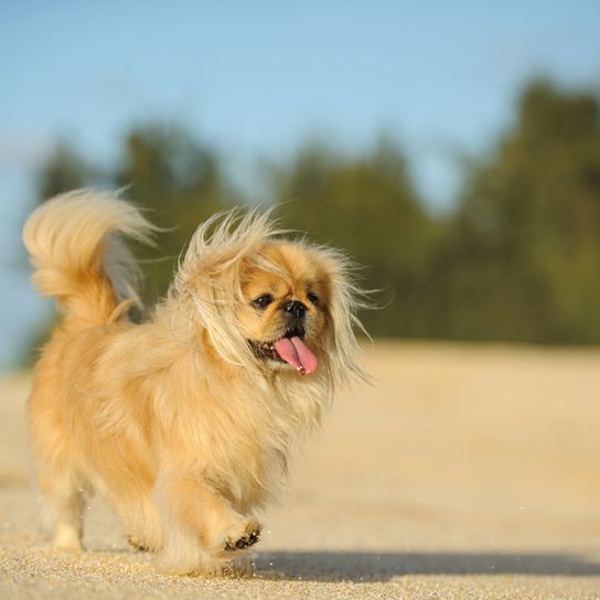 petit chien blond avec une pré-morsure, chien pékinois avec une longue langue, chien de race jaune, petit chien à poil long et museau court