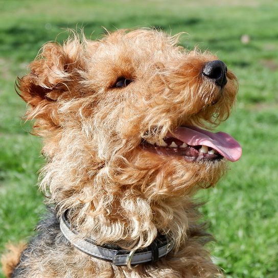 Chiot Welsh Terrier, chien avec des boucles, chien ayant besoin d'une tonte régulière, chiot, petit chien brun pour la chasse, race de chien de chasse