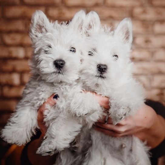 chiot blanc, petit chiot blanc, deux petits chiots aux oreilles dressées, jeunes chiens West Highland White Terrier