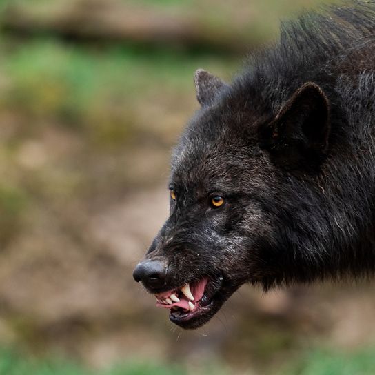 Le loup des bois montre ses dents, animal sauvage dangereux, loup croisé avec un chien, loup noir, chien-loup, ancêtre des chiens