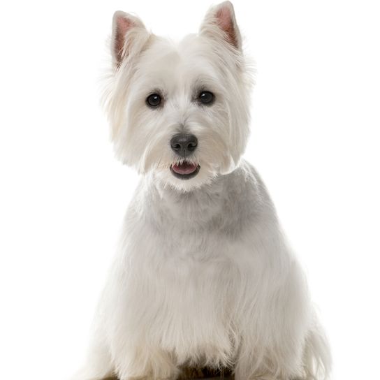 West Highland White Terrier assis, petit chien blanc à poils raides