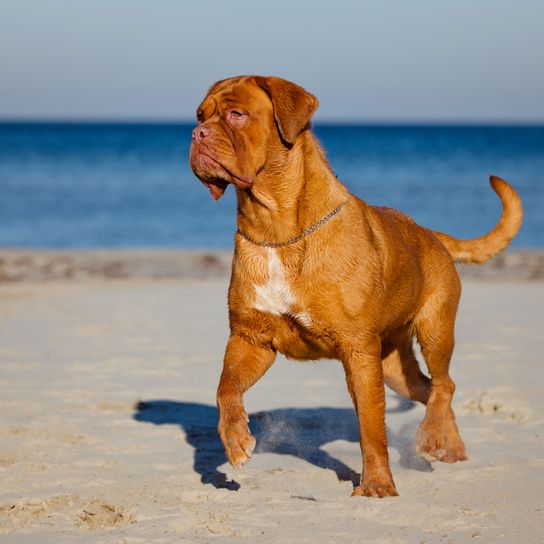 Chien, mammifère, vertébré, Canidae, race de chien, carnivore, Dogue de Bordeaux, chien de garde, Dogue de Bordeaux debout sur la plage devant la mer