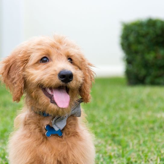 Chien, mammifère, vertébré, race de chien, Canidae, carnivore, chien de compagnie, chiot brun goldendoodle, herbe, museau,