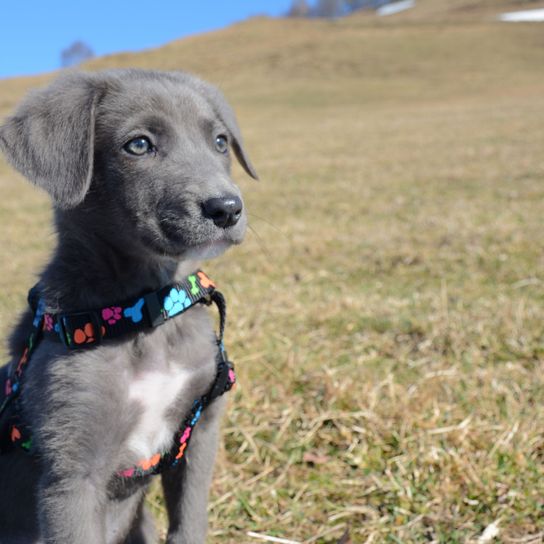 assis gris Aussiedor chien, mammifère, vertébré, race de chien, Canidae, carnivore, groupe sportif, muselière, Aussiedor gris assis dans un pré avec un harnais pour chien