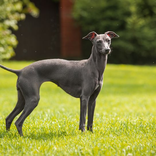 lévrier italien appelé italo Windspiel, petit chien gris très fin et adapté aux courses de chiens, chien similaire au Greyhound