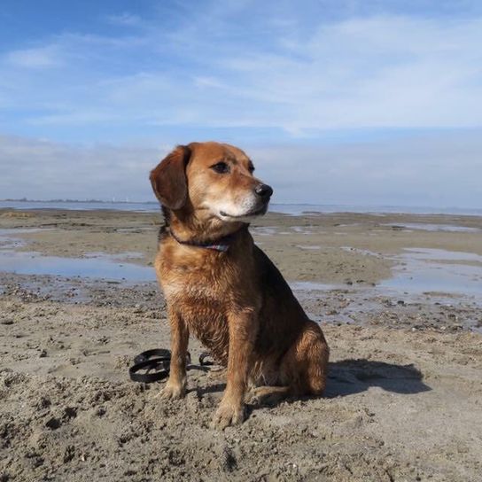 Nuage,ciel,chien,race de chien,eau,carnivore,chevreuil,plage,horizon,groupe sportif,