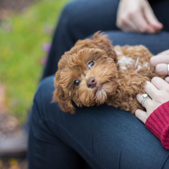 chien, vertébré, mammifère, canidé, race de chien, chiot, carnivore, caniche nain, havapoo brun couché sur les genoux d'une femme