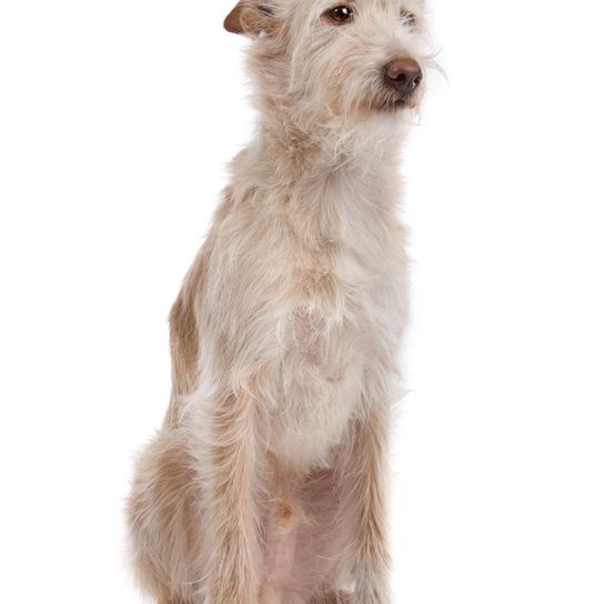 Podengo Portugues grand, chien à poil dur du Portugal, chien rouge blanc, chien de couleur orange, chien à oreilles dressées, chien de chasse, chien de famille