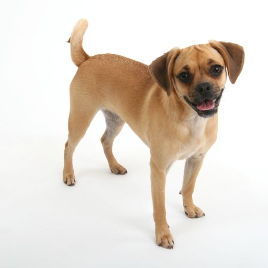 Chien, mammifère, vertébré, race de chien, Canidae, carnivore, chien de compagnie, puggle, chien de conception, race hybride, mélange de carlin et de beagle, mélange svelte, petit chien brun