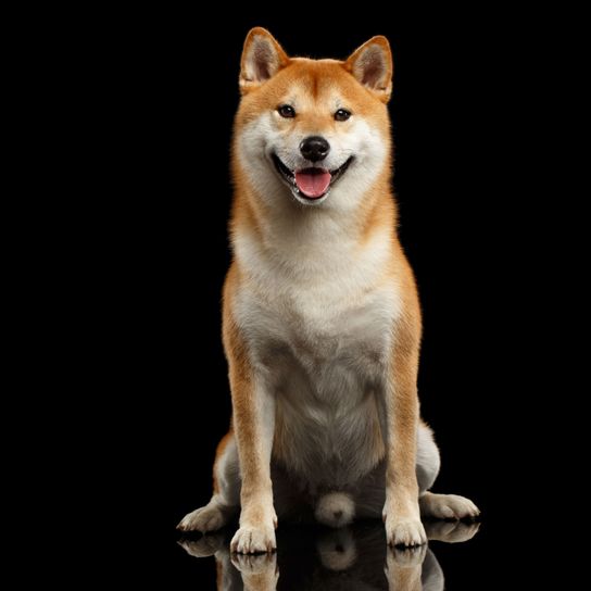 Chien, mammifère, vertébré, race de chien, Canidae, Shiba inu, carnivore, chien semblable à l'Akita inu, ressemble à l'Akita, chien de race rouge semblable au renard avec des oreilles dressées