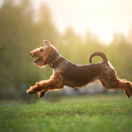 Welsh Terrier sautant sur l'herbe, chien avec la queue en l'air, queue pointant vers le haut, queue courte sur le chien, chien avec des oreilles pointues, chien avec des boucles, chien de race moyenne, petit chien brun pour la chasse, chien de chasse de race