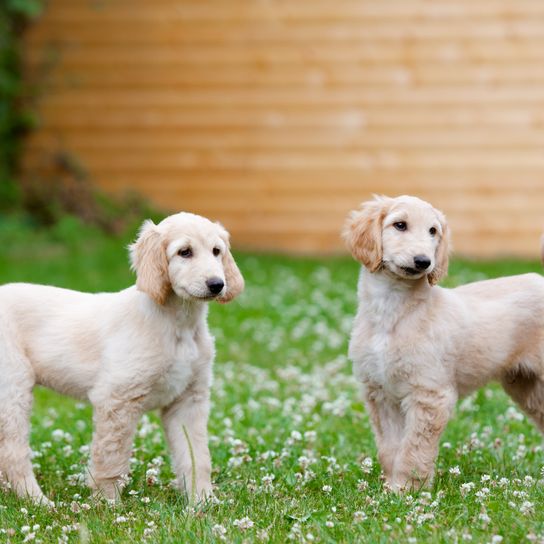 Kutya, Emlős, Gerincesek, Canidae, Kutya fajta, Kutyafajta, Vérengző, Társas kutya, Sportcsoport, Fű, Ritka fajta (kutya), Fehér afgán kopó áll a virágos réten, Fehér afgán kopó áll a virágos réten.