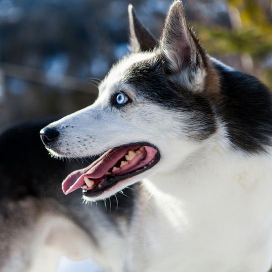 Alaszkai Husky fekvő, fekete-fehér futó kutya, amerikai kutyafajta szánhúzásra, szánhúzó kutya, munkakutya, állófülű kutya, nyelves kutya, nagytestű alaszkai kutyafajta.