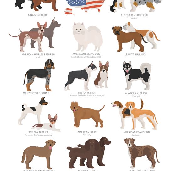 amerikai kutyafajták, amerikai kopó, amerikai Foxhound
