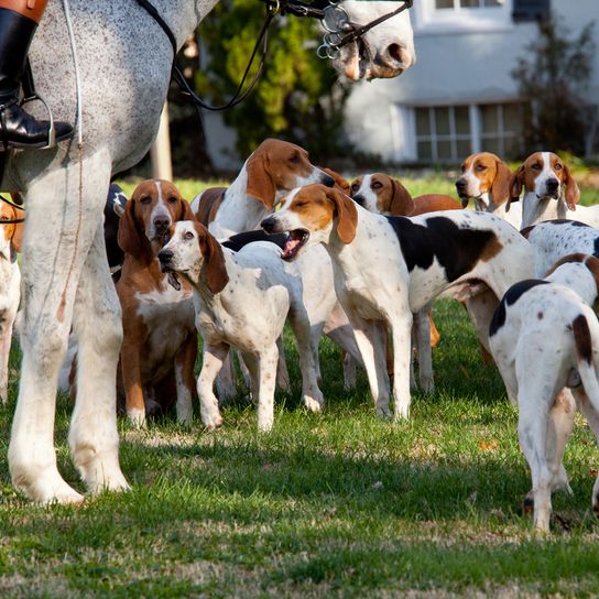 Amerikai Foxhound csoport áll egy ló előtt, vadászkutyák a rajt előtt
