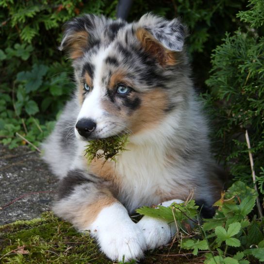 Kutya, emlős, gerinces, kutyafajta, Canidae, húsevő, ausztrál juhászkutya, shetlandi juhászkutya, ausztrál juhászkutya fekszik fűvel a szájában.