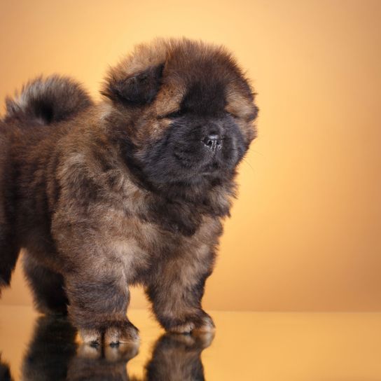 Emlős, Kutya, Gerinces, Canidae, Kutyafajta, Chow Chow Puppy Brown, Húsevő, Kölyökkutya, Kaukázusi juhászkutyához hasonló fajta, Társas kutya, Hosszú szőrű kutya