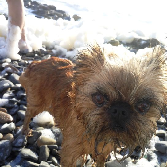 barna affenpinscher hóban, kis kutyafajta, német kutyák, német kutyák