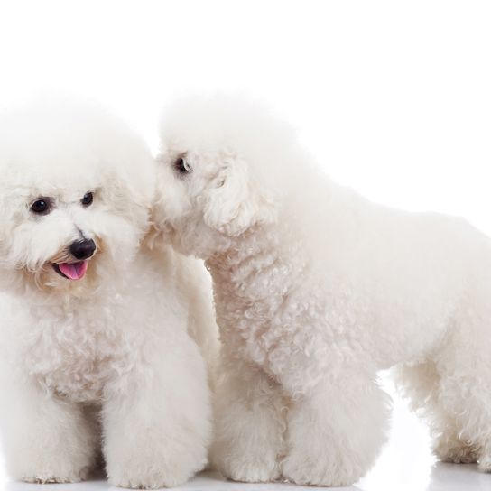 Bichon Frise, kis fehér kutya fürtökkel, pudlihoz hasonló kutya, társas kutya, idősek kutyája