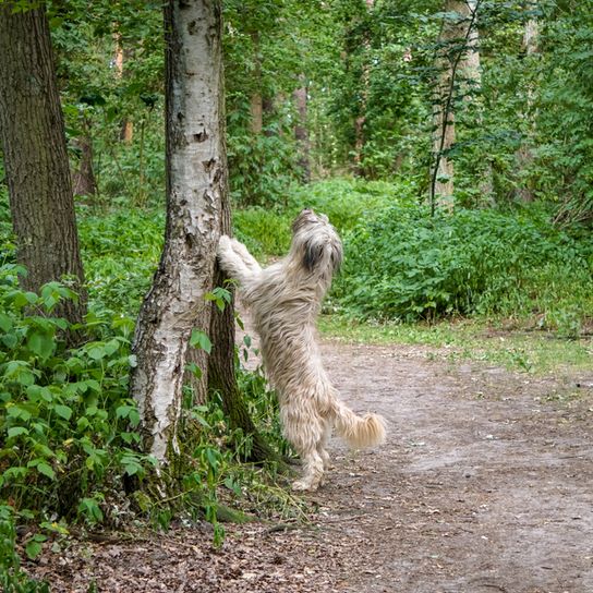 Sheeppoodle kutya teszi az embert az erdőben egy fán, egy nagy barna kutya hosszú szőrrel, amely valójában nem egy pudli, és lehet nevezni egy régi német pásztorkutya és pásztorkutya