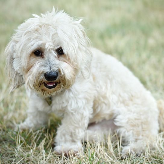 bolognai kutya, olaszországi kutya, kis fehér kutyafajta, máltai kutyához hasonló kutya, havanese kutyához hasonló kutya, fürtös kutya, családi kutya, kutya ősszel, kis kutya sok fürttel, öreg bolognai kutya
