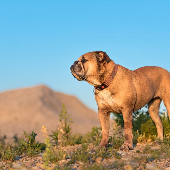 Kontinentális bulldog áll egy sztyeppén és a távolba néz a kék ég alatt, közepes kutyafajta, térdig érő kutyafajta kezdőknek, a francia bulldoghoz hasonló kutya