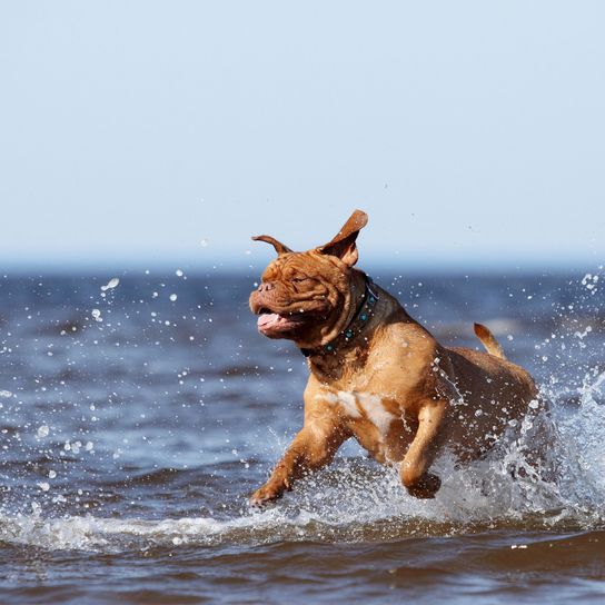 kutya, kutyafélék, kutyafajta, ugrás, húsevő, sportcsoport, bordeaux-i dogue de bordeaux, tenger, hullám, barna bordeaux-i dogue játszik a tengerben