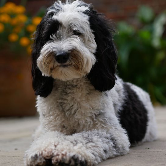 fekete-fehér labrador kutya Kutya, emlős, gerinces, Canidae, kutyafajta, húsevő, Petit Basset Griffon Vendéenhez hasonló fajta, Briffe Griffon Vendéenhez hasonló kutya, társas kutya, sportos csoport, labrador keverék, uszkár keverék, keverék allergiásoknak, drága kutyafajta, keverék allergiásoknak.