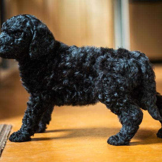 fekete labrador kutyus Kutya, gerinces, Canidae, emlős, kutyafajta, spanyol vízi kutyához hasonló kutya, portugál vízi kutyához hasonló fajta, uszkár keverék, labrador keverék, fekete labrador keverék, labi keverék, hipoallergén fajta, allergiás kutya, allergiás kutya.
