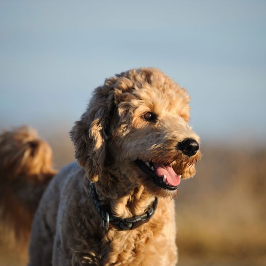 Kutya, emlős, gerinces, kutyafajta, Canidae, ragadozó, barna goldendoodle, szájkosár, sportos csoport, vidra kutyához hasonló fajta,