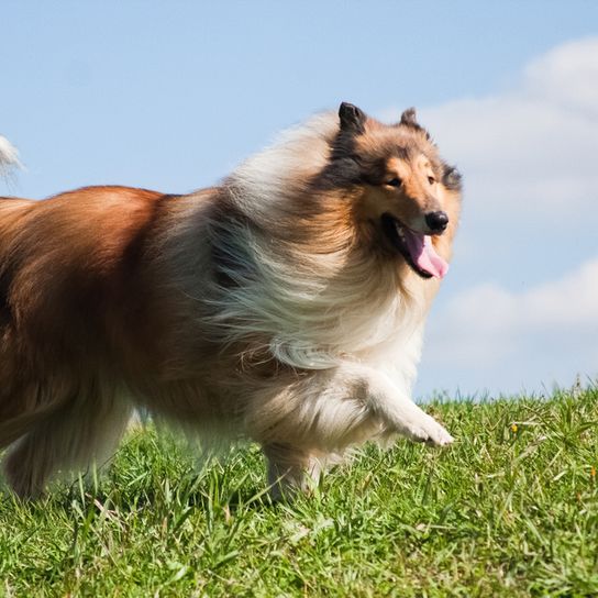 Hosszúszőrű Collie fut át egy réten, és a hosszú haját, mert a szélben, A közepes méretű barna fehér kutya álló fülekkel és nagyon hosszú pofával.