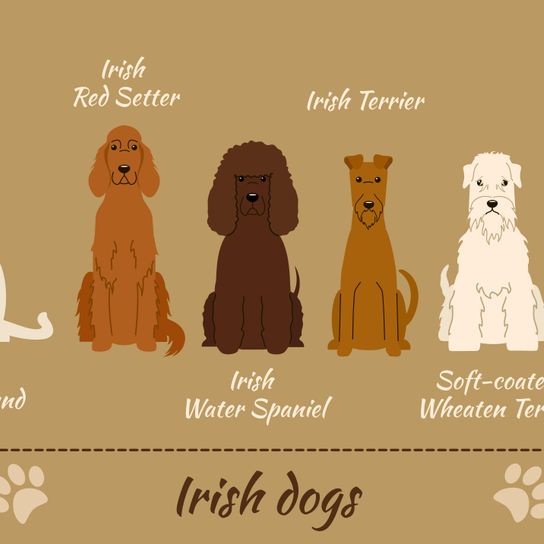 Ír vízi spániel, ír kutyafajták, információ az összes ír kutyáról, ír vízi kutya, melynek a fang kivételével az egész feje fürtös, nagy barna fürtös kutya, göndör szőrzet, apportírozásra alkalmas kutya, őrkutya, családi kutya, társas kutya, vadászkutya Írországból, ír kutyafajta, vicces kutya.