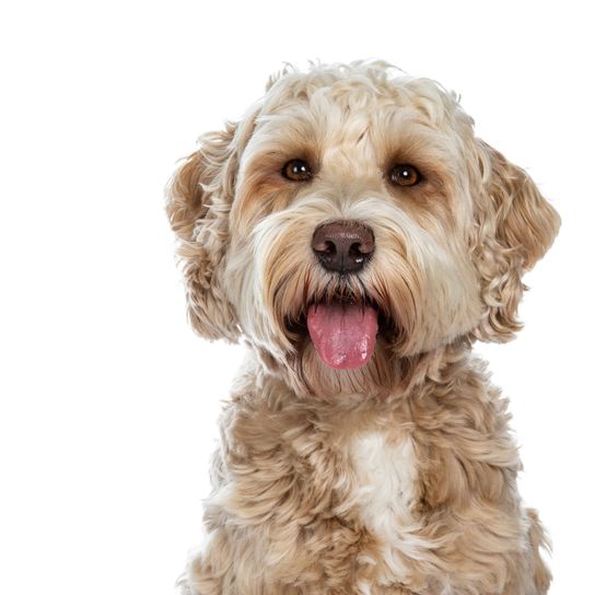 Labradoodle kiskutya Kutya, Gerincesek, Canidae, Emlősök, Kutya fajta, Ragadozó, Poodle keverék, Labradoodle, Labrador keverék, Hibrid keverék, Hipoallergén kutyafajta, Barna fehér kutya, Allergiásoknak alkalmas kutyafajta, Kezdő kutya, Göndör szőrzet