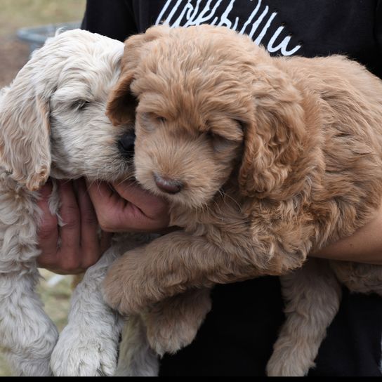 Labradoodle kölykök világosbarna Kutya, Emlős, Gerincesek, Canidae, Kutya fajta, húsevő, Cockapoo-hoz hasonló fajta, Labradoodle kölyökkutya, Goldendoodle-hoz hasonló fajta, Sportoló csoport, Szőke kutya, Hypoallergén fajta, Allergiás kutya, Labradoodle világosbarna, Labradoodle világosbarna.