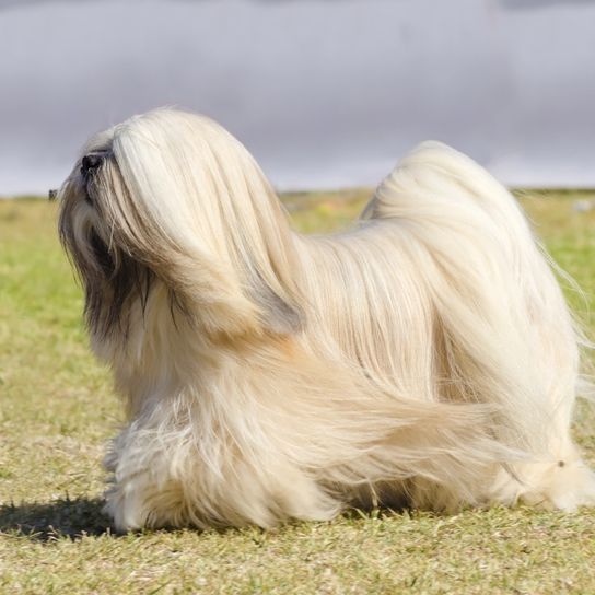 Lhasa Apso fehér és krémszínű, nagyon hosszú szőrű, jól ápolt szőrzet, sok törődést igénylő kutya, ázsiai kutyafajta, kis kezdő kutya