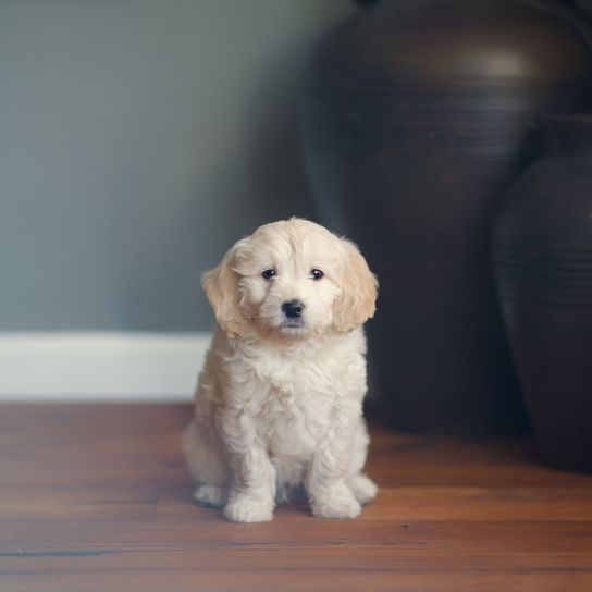 Kutya, emlős, gerinces, Canidae, kutyafajta, kölyökkutya, húsevő, társas kutya, goldendoodle-hoz hasonló fajta, fehér golden retriever kölyökkutya