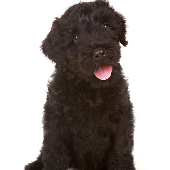 Orosz Fekete Terrier kölyökkutya, Schnauzerhez hasonló kutya, Fekete nagy kutya hullámos szőrrel, Hullámos kutya, Sok szőrös kutya az arcon, Orosz kutyafajta, Oroszországból származó kutya, Nagy kutya, Nagy kutya