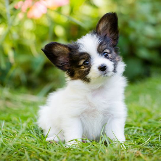 kis barna fehér Papillon kiskutya, törpe spániel kiskutya tüskés fülekkel és hosszú szőrrel, kis intelligens kutya