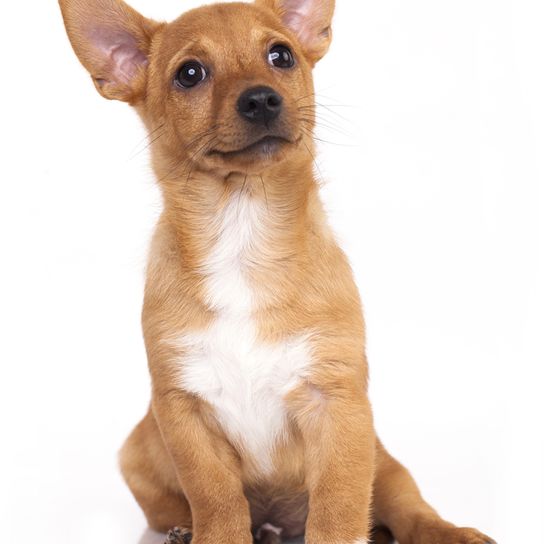 Podengo Portugues kiskutya kicsi, durva szőrű kutya Portugáliából, vörös fehér kutya, narancssárga színű kutya, álló fülű kutya, vadászkutya, családi kutya, kis családi kutya, barna fehér szőrrel, sima szőrzetű kutya