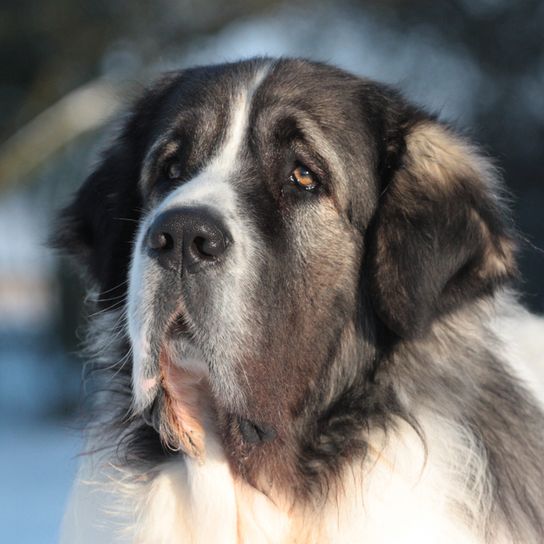 Pireneusi masztiff, Mastín del Pirineo, nagy kutyafajta Spanyolországból, terelőkutya, farmkutya, nem kezdő kutya, nyugodt kutyafajta, óriás kutyafajta, legnagyobb kutya a világon, hosszú szőrű kutya, szürke fehér kutya háromszög fülekkel.