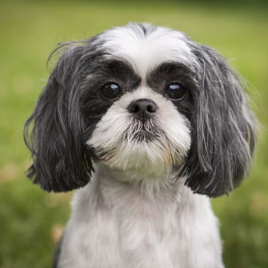 Kutya, emlős, gerinces, kutyafajta, Canidae, fekete-fehér Shih tzu ápolt, társas kutya, szájkosár, ragadozó, oroszlánhoz hasonló kutya, kezdő kutya, 10 kg alatti kutya, túlsúlyra hajlamos.