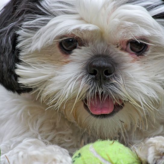 Kutya, emlős, gerinces, kutyafajta, Canidae, maltepoo-hoz hasonló fajta, máltai kutyához hasonló fajta, kínai császárkutyához hasonló fajta, shih tzu kölyökkutya, húsevő, kis fehér kutya, fehér kutya