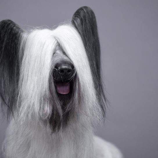 Skye Terrier fajtaleírás, fekete-fehér kutyafajta, kis kutya, egyszemélyes kutya, kezdő kutya, családi kutya, skót kutyafajta, skót kutyafajta, skót fajta vicces fülekkel, denevérfüles és szőrös kutya a fülekre.