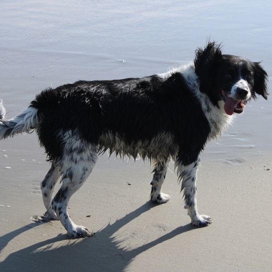 Stabyhoun kutyafajta Hollandiából, fekete-fehér szőrzettel, hasonlóan a Border Collie-hoz.