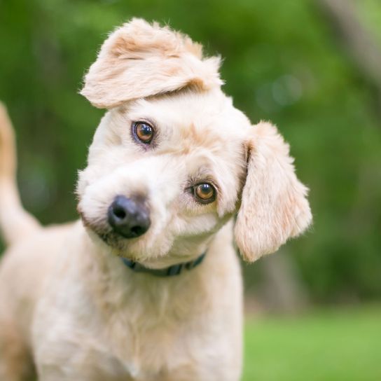 szőke labrador kutyus Kutya, emlős, gerinces, kutyafajta, Canidae, kölyökkutya, húsevő, társas kutya, zöld, fű, labrador kutyakölyök világos, szőke labrador, krém labrador, pudli keverék, labrador keverék kutya