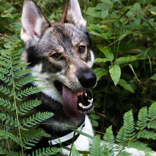 Tamaskan kutya liheg és közvetlenül a kamerába néz, sötét tamaskan, fekete szürke kutya, amely úgy néz ki, mint a husky, farkashoz hasonló kutya