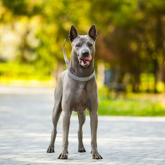 Kutya, emlős, gerinces, kutyafajta, Canidae, ragadozó, dán doghoz hasonló fajta, őrkutya, szájkosár, munkakutya, középszürke kutya, tüskésfülű kutya, szürke kutyafajta, szürke kutya fajta